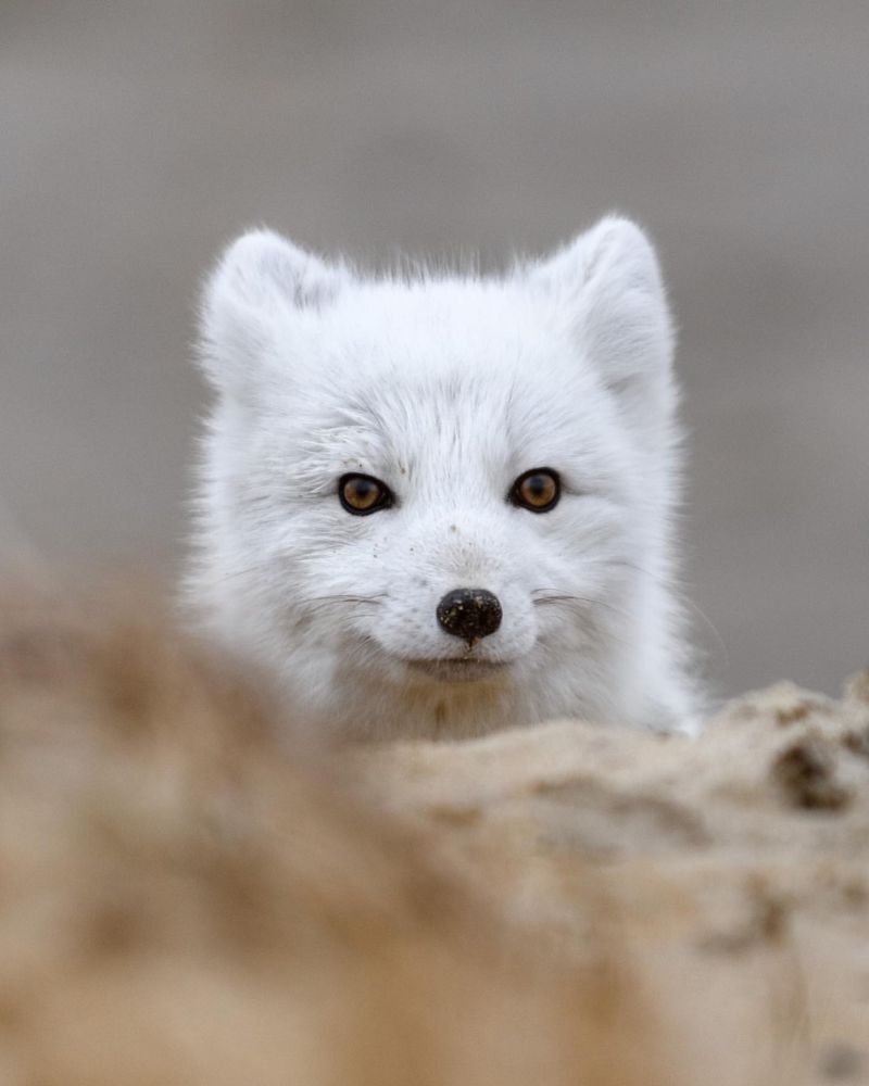 The Arctic Fox Center