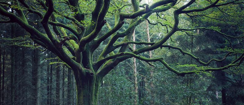 The Enchanted Forest of Brocéliande, France