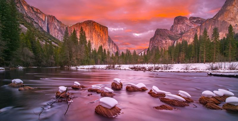 The Enchanted Whispering Pines of Yosemite