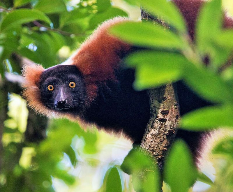 The Fascinating Wildlife of Masoala