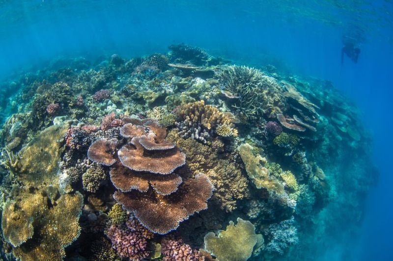 The Great Barrier Reef