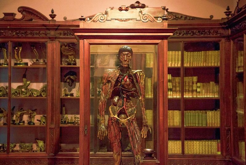 The Morbid Anatomy Museum