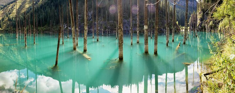 The Sunken Forest, Kazakhstan