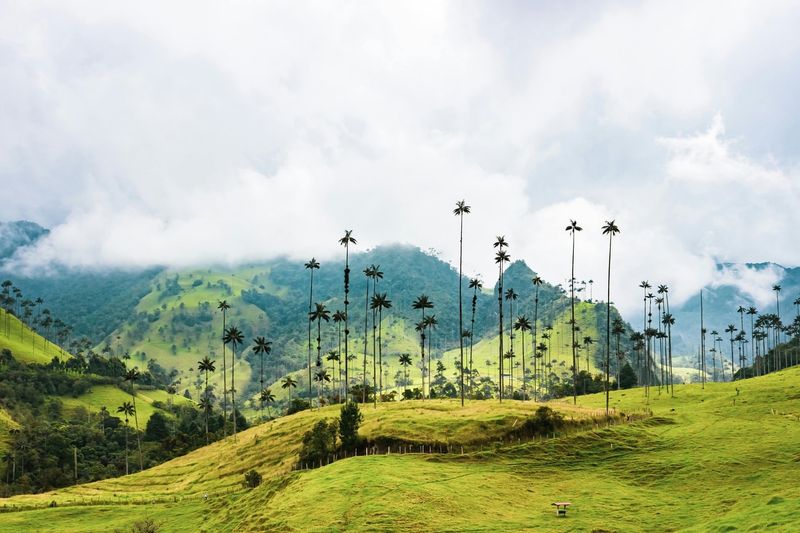 Valle de Cocora, Colombia