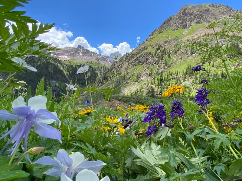 Wildflower Viewing at Yankee Boy Basin