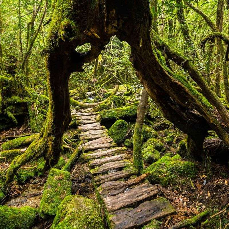 Yakushima (Kagoshima Prefecture)