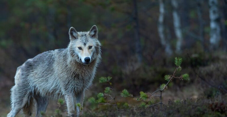 14 Best National Parks To See Wolves