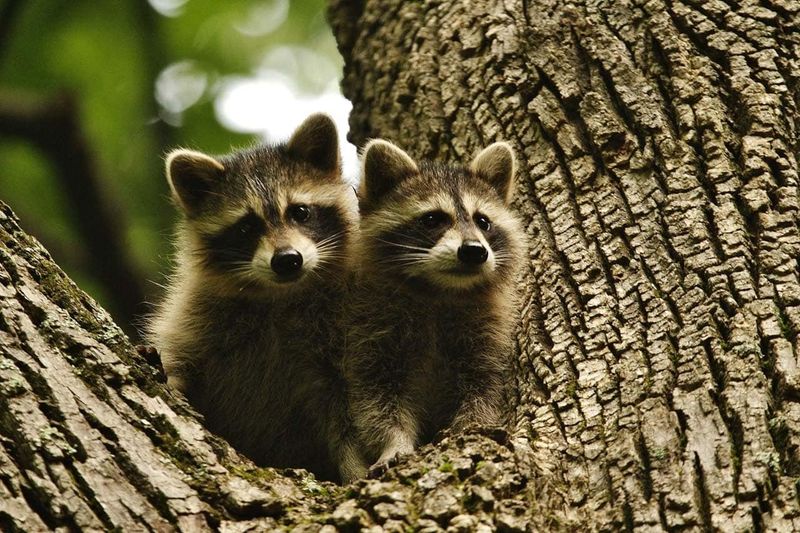 Shenandoah National Park, Virginia