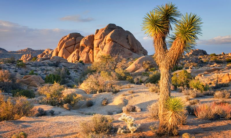 Joshua Tree, California