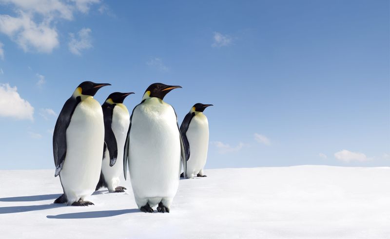 Antarctica