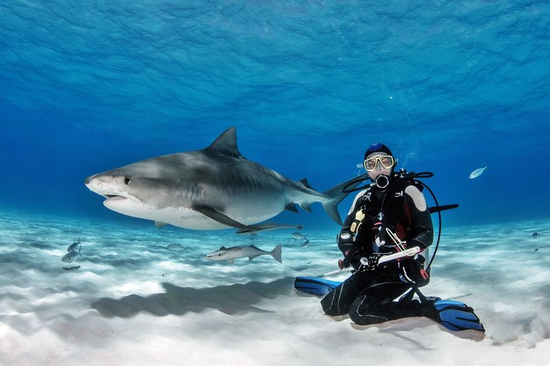 Diving with Sharks in the Bahamas