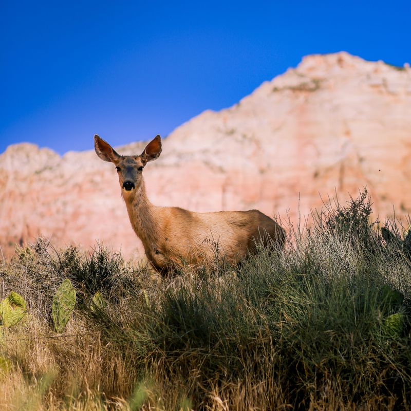 Zion National Park, Utah