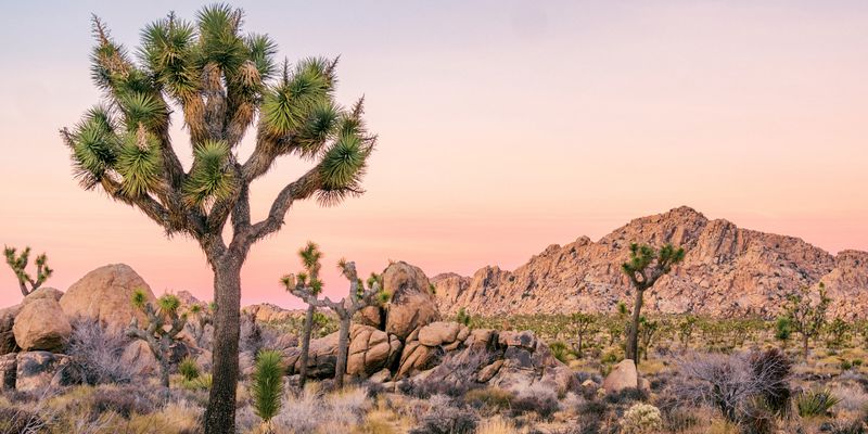 Joshua Tree National Park