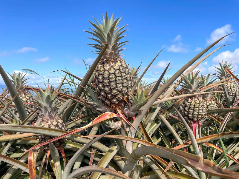 Participate in a Pineapple Catapulting Contest