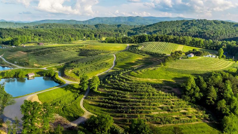 Mercier Orchards