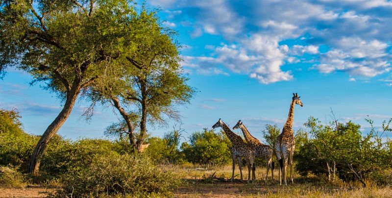Kruger National Park, South Africa