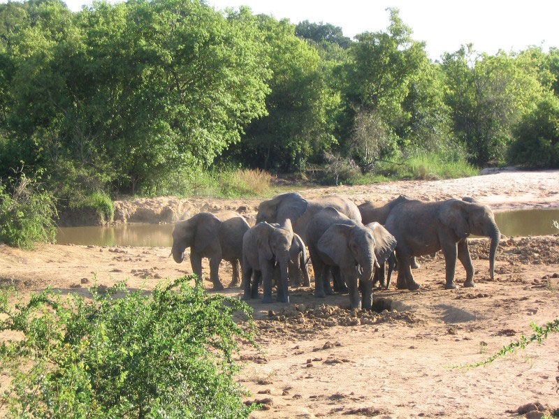 Yankari National Park: Wildlife Adventure