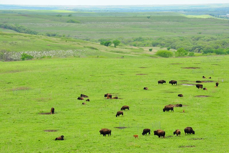 Konza Prairie Biological Station, Kansas