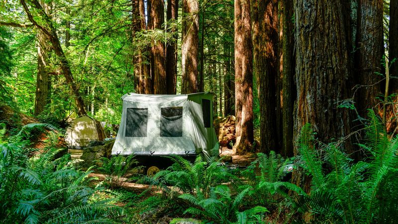 Redwood National and State Parks