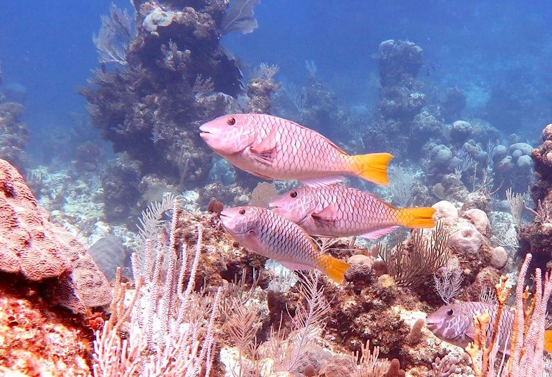 Parrotfish Painting in The Bahamas