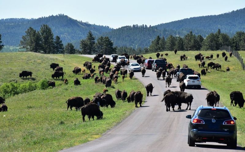 Custer State Park, South Dakota