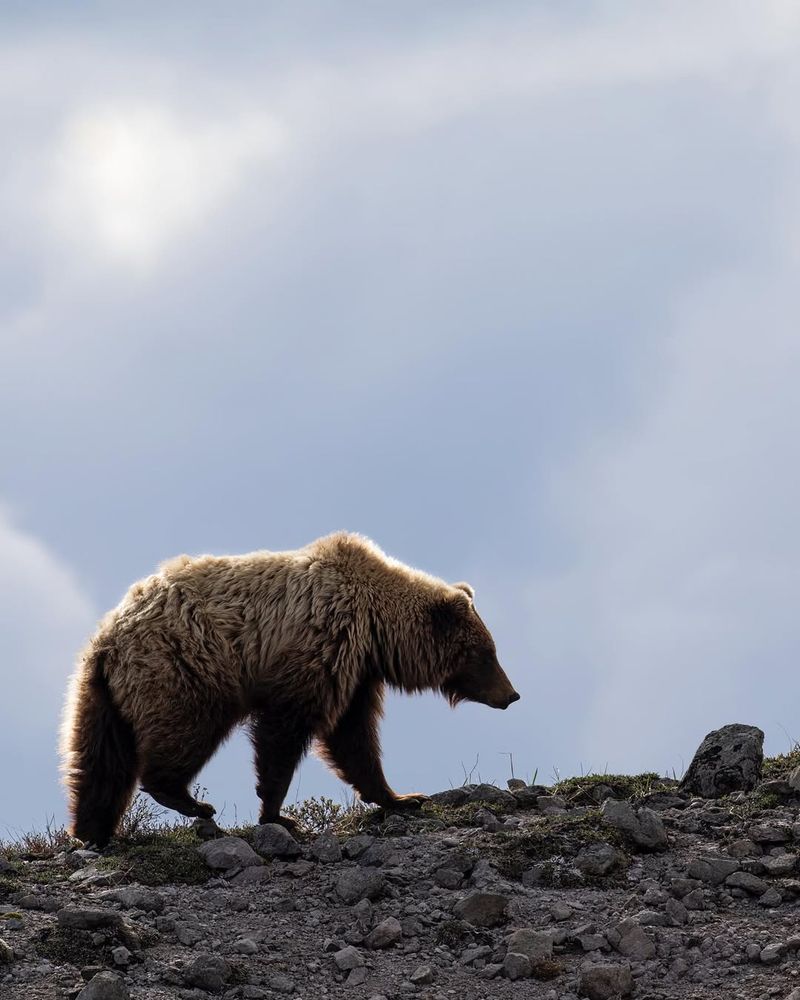 Denali National Park