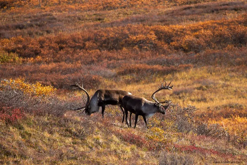 Denali National Park, Alaska