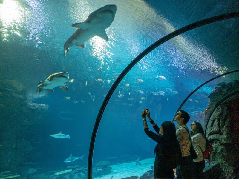 Tour the Shark Reef Aquarium