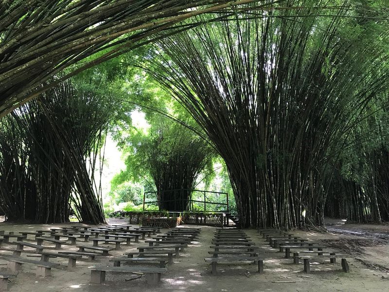 Tour the Lancetilla Botanical Garden