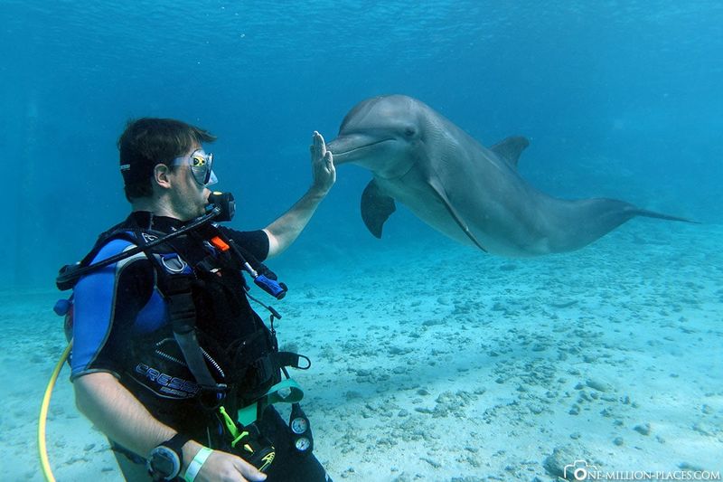 Diving with Dolphins in Curaçao