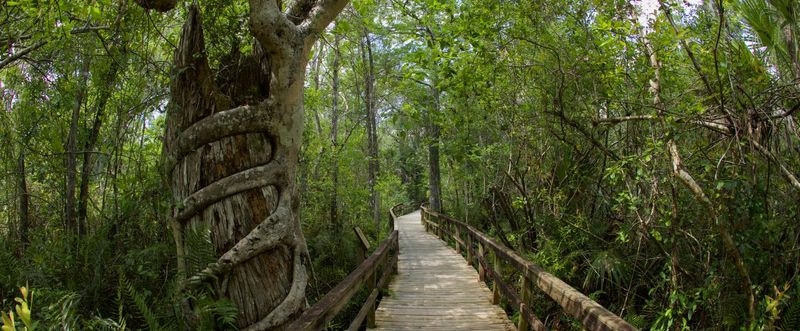 Fakahatchee Strand Preserve