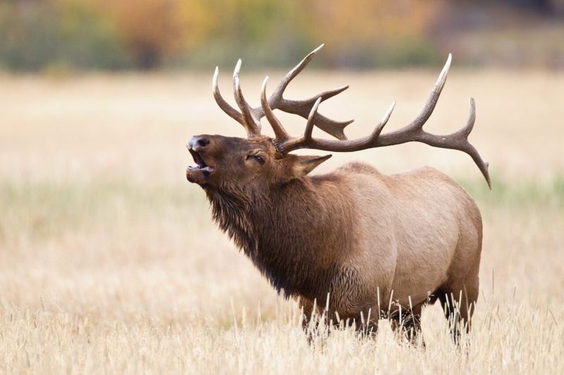 Rocky Mountain National Park, Colorado