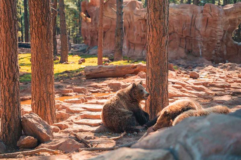 Bearizona Wildlife Park