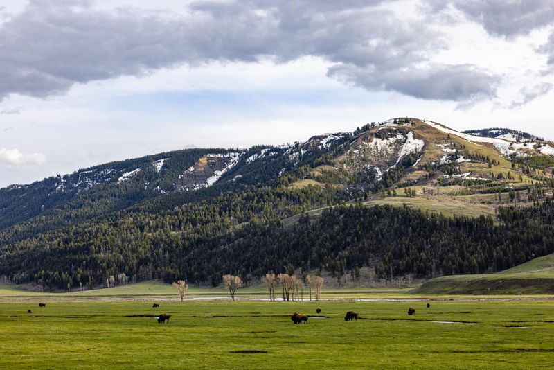 Lamar Valley Wildlife Watching