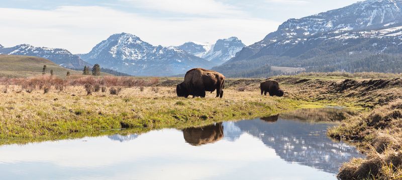 Yellowstone National Park, USA