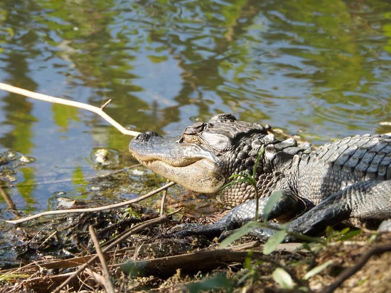 Everglades National Park