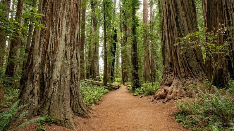Redwood National and State Parks, California