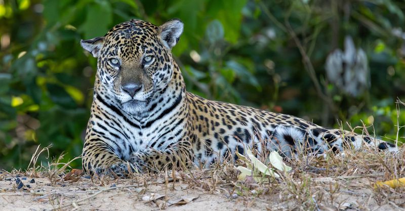 Pantanal, Brazil