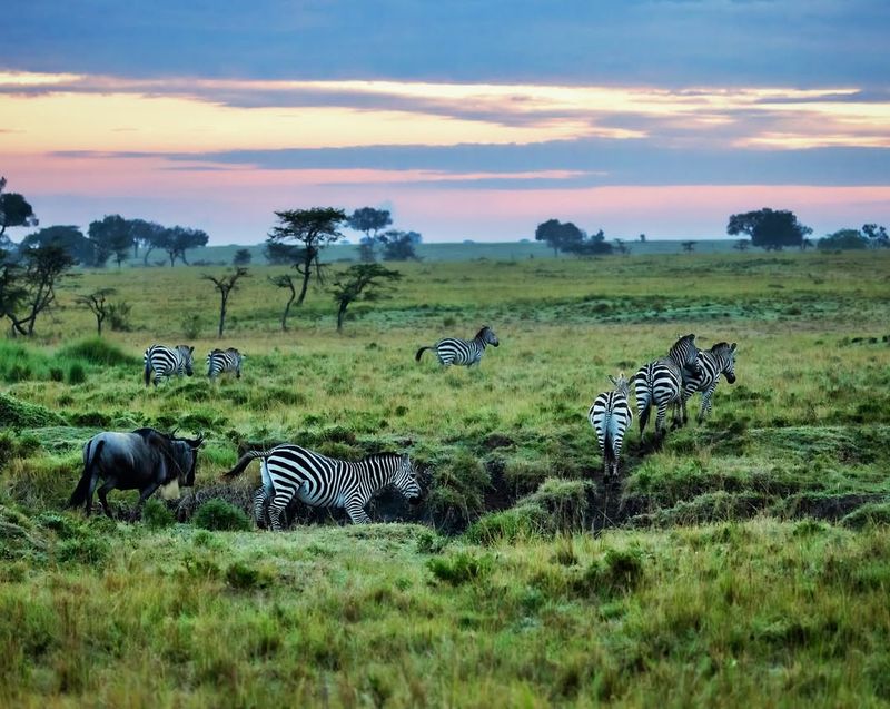 Masai Mara National Reserve, Kenya