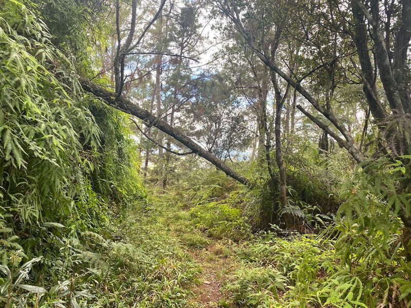 Ebano Verde Scientific Reserve