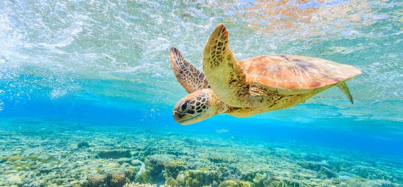Great Barrier Reef, Australia