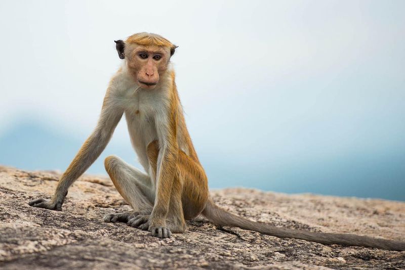 Sri Lanka