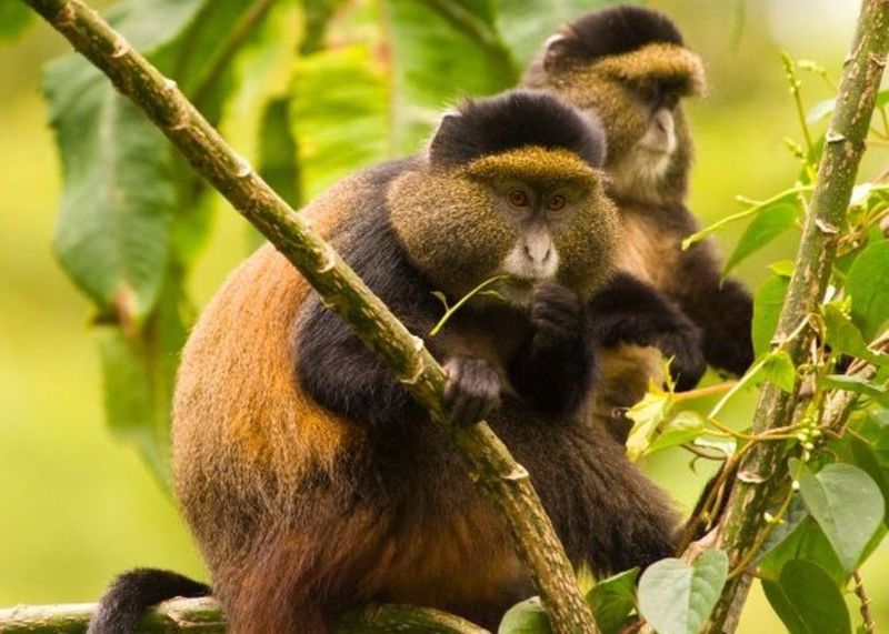 Rwanda's Volcanoes National Park