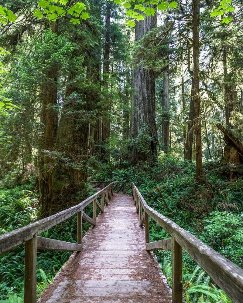 Redwood National and State Parks, California