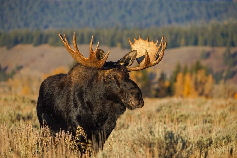 Grand Teton National Park, Wyoming