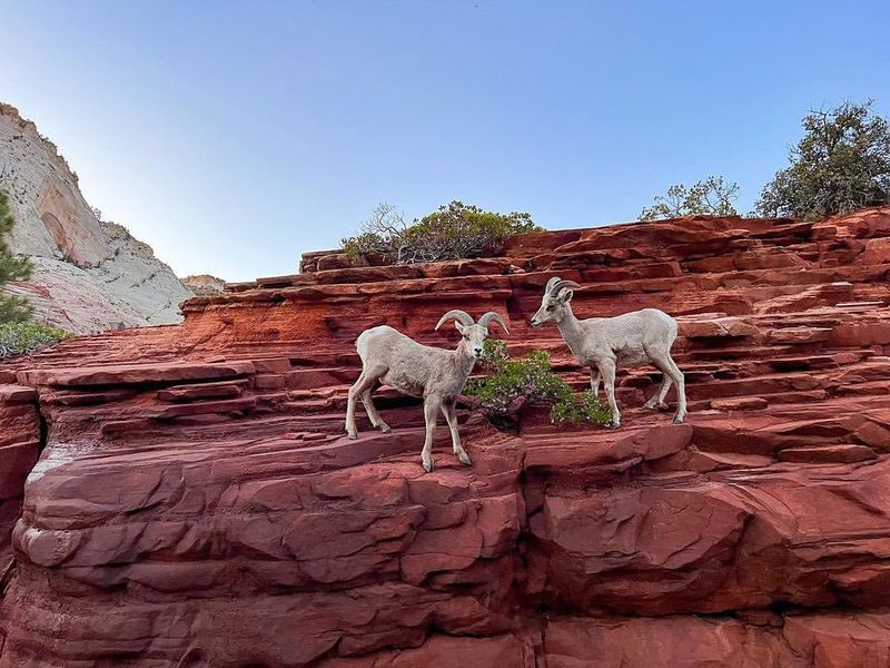 Zion National Park