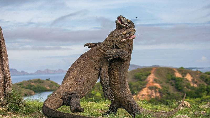 Komodo National Park, Indonesia