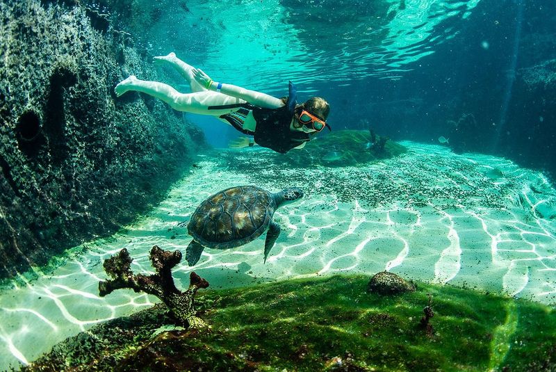 Cayman Islands' Turtle Centre