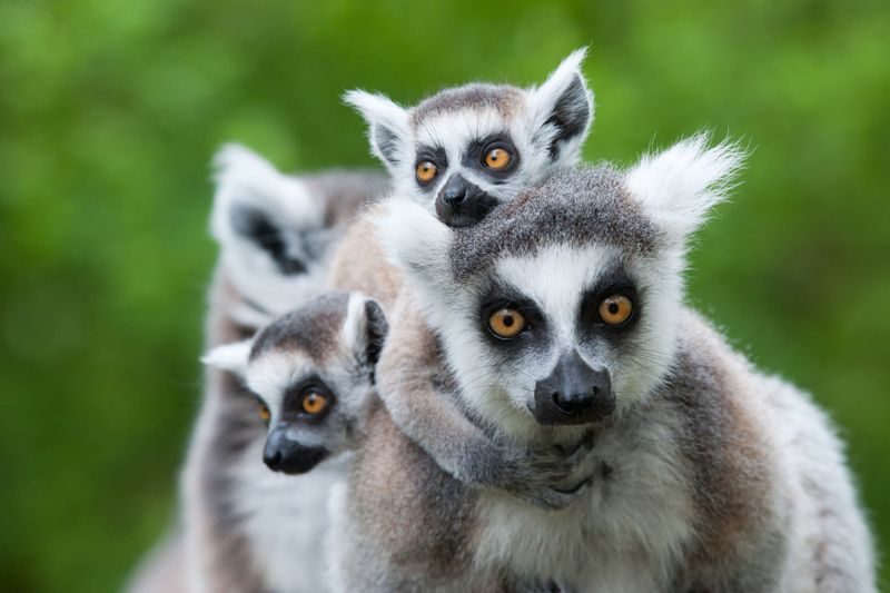 Madagascar