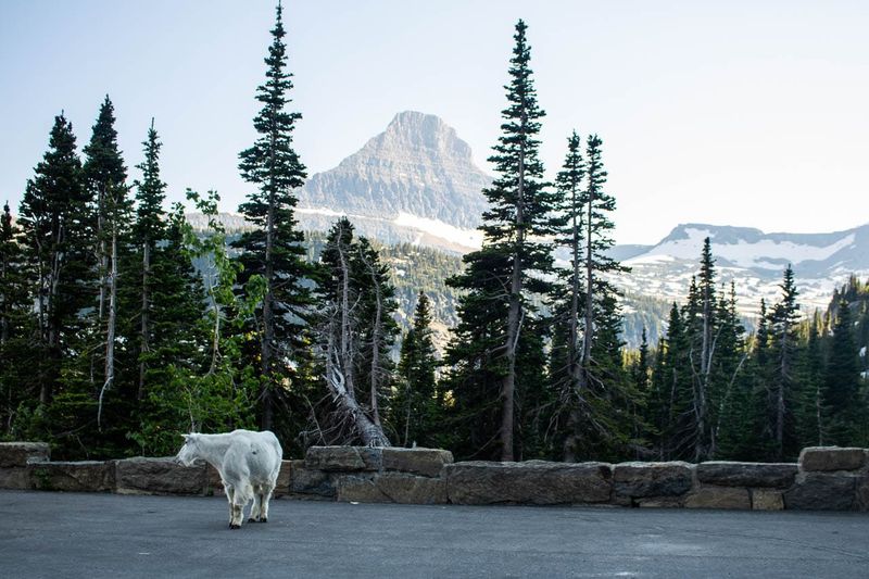 Glacier National Park, Montana